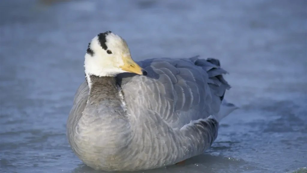 why do ducks have feathers joke