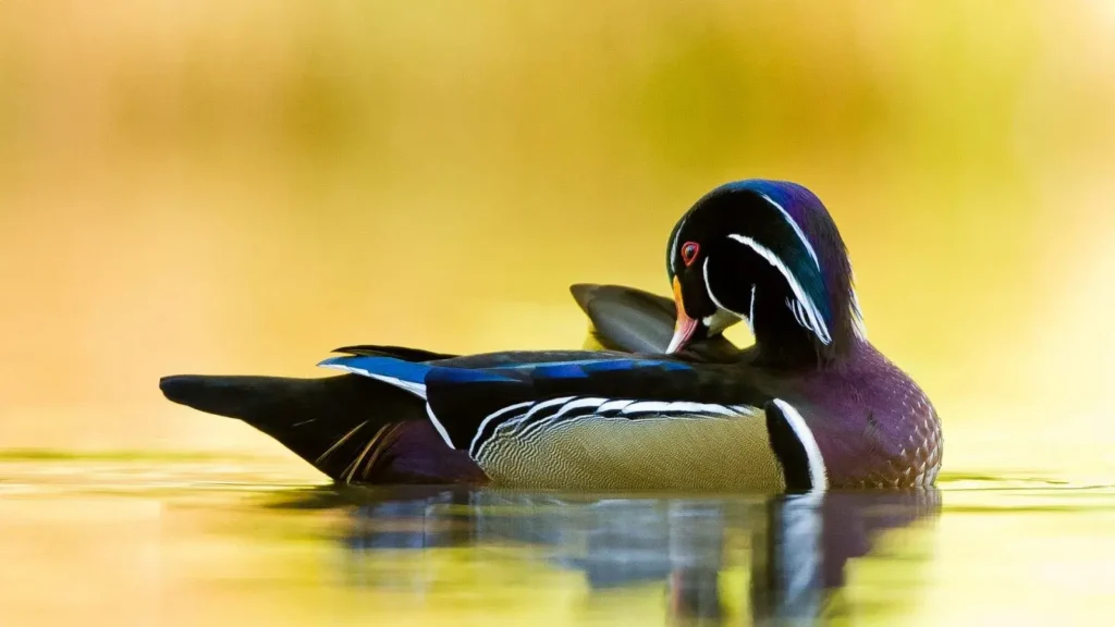 why do ducks have feathers joke