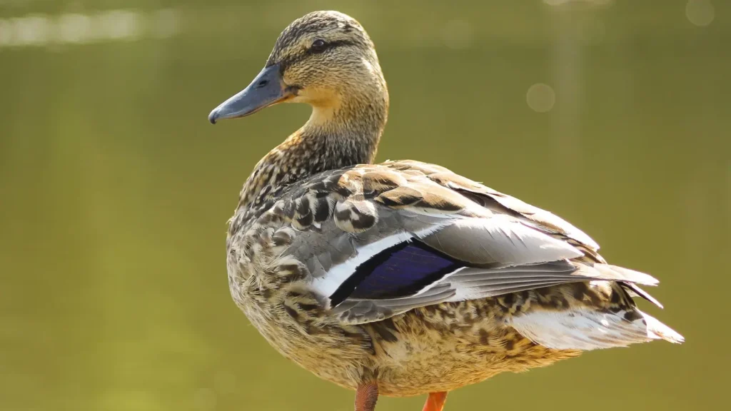 why do ducks have feathers joke