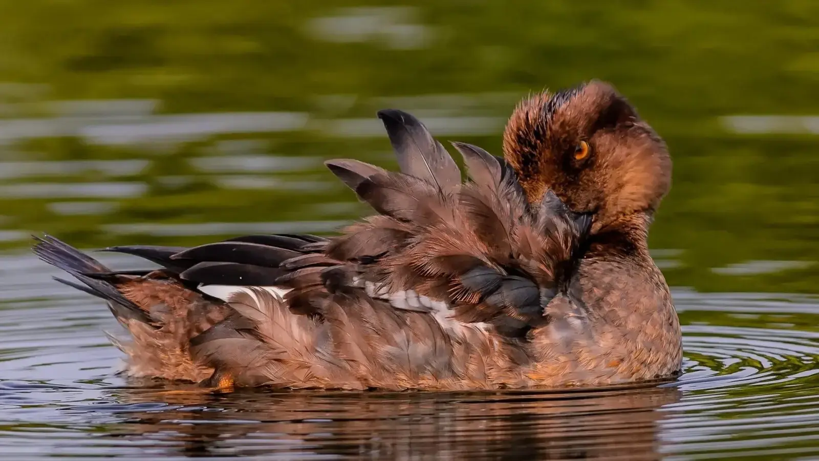 why do ducks have feathers joke