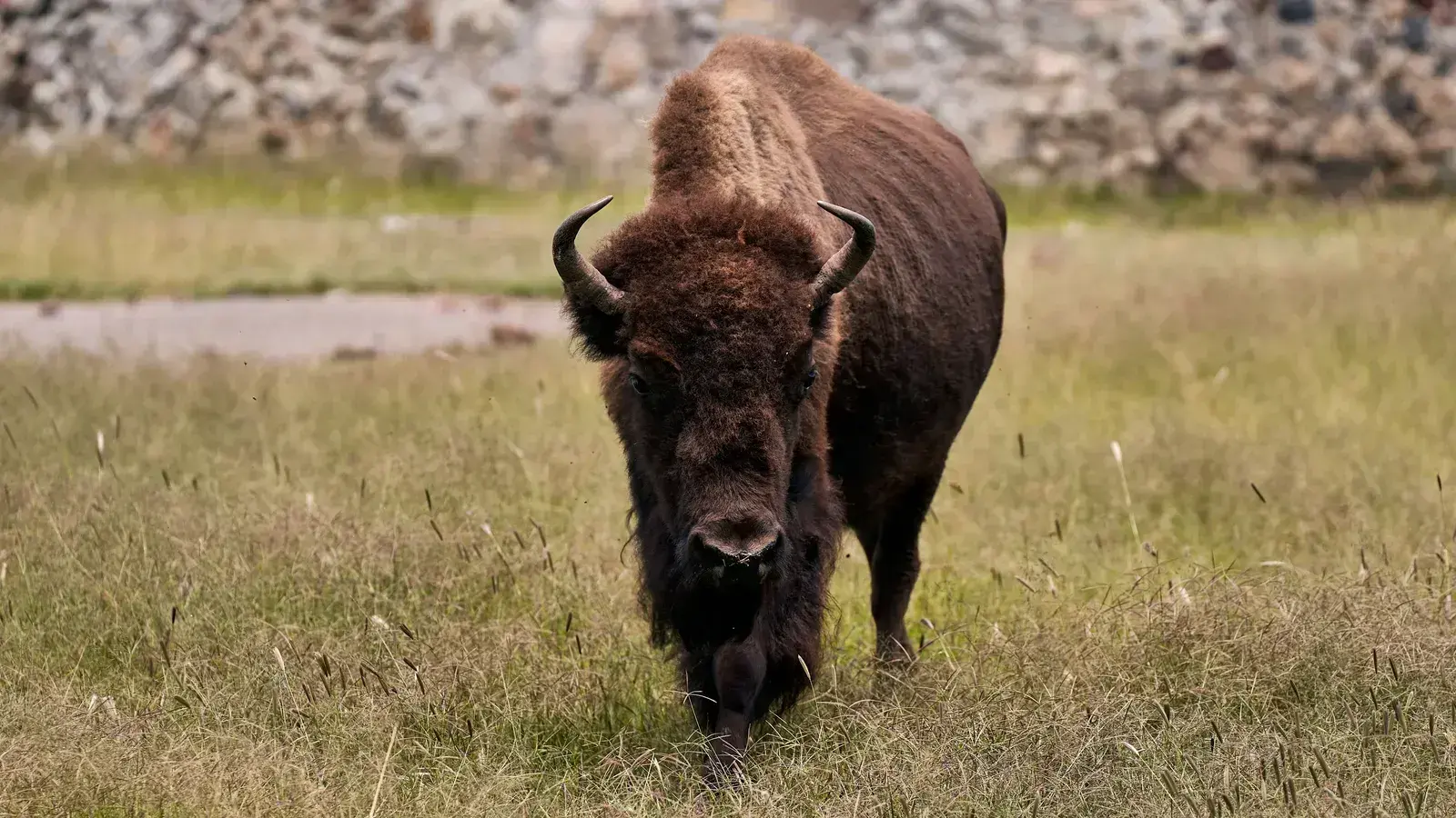bison joke