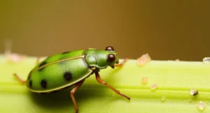 bug jokes